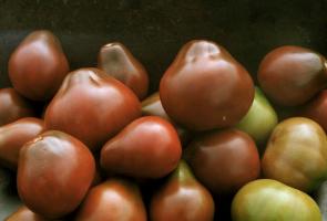 Variedades de tomates, que se comprueban y suscriptores de alabanza